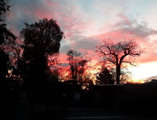 Update zu Walk of DIS – Jetzt auch als Film! (Oktober 2023)